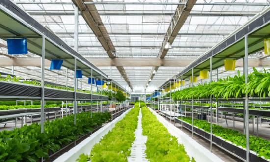 农用氨基酸行业报告 2023农用氨基酸行业市场调查分析