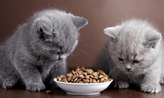 行业调研分析 2023猫饲粮行业市场发展现状分析