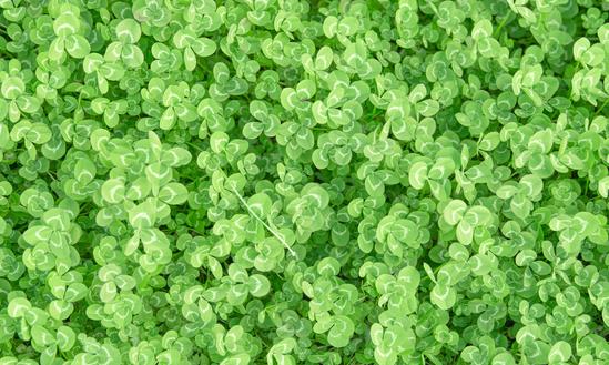 中国苜蓿草产业发展趋势分析2023 政策加持推动苜蓿产业高速发展