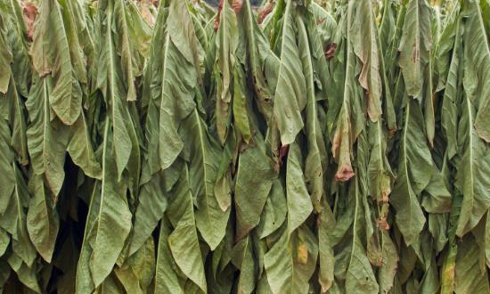 烟叶复烤行业市场消费需求 2023烟叶复烤行业市场规模分析