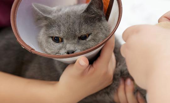 2023宠物疫苗行业发展前景预测 疫苗行业将走向全面的市场化