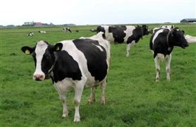 奶价下跌引发奶农“倒奶杀牛” 2023奶牛养殖产业链成本与价格分析