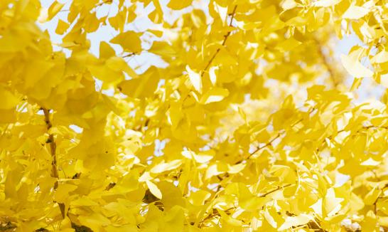 银杏叶提取物行业市场前景如何? 银杏叶提取物市场投资前景分析2023 