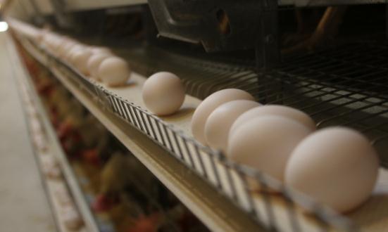 中国家禽蛋类行业发展趋势 家禽蛋类行业市场现状分析