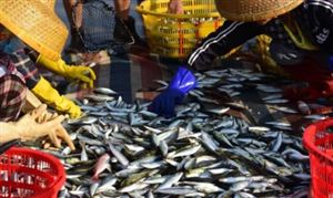 海洋渔业行业投资前景 “十四五”海洋渔业发展规划研究