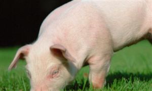 2023年猪价是涨还是跌 生猪​市场现状及前景分析2023