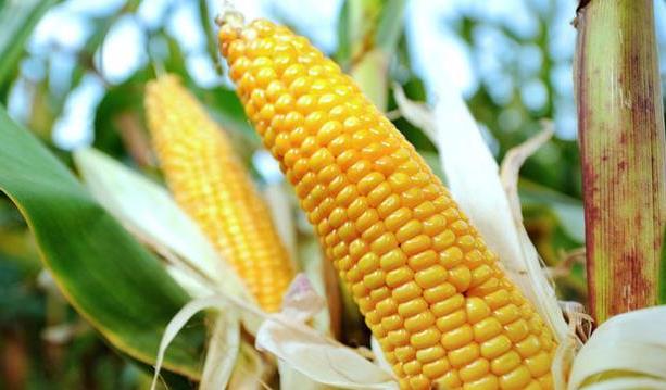 转基因玉米种子即将过审 2023转基因种子商业化市场空间