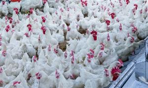 中国畜禽养殖行业市场发展现状 畜禽养殖行业市场投资规划研究