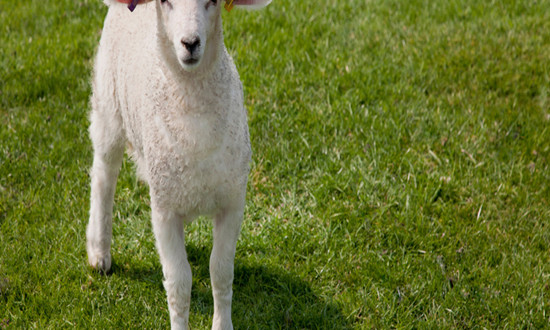 肉羊高质量发展有了新举措 羊肉行业前景分析2023