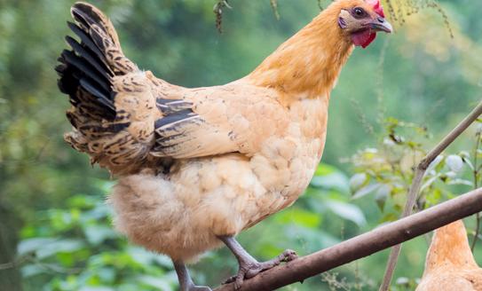 2023年家禽蛋类发展前景预测 2023家禽蛋类行业发展现状分析