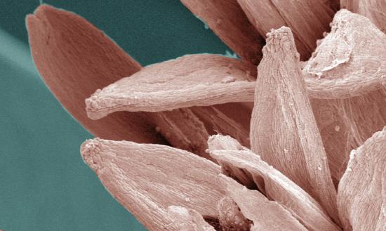 中国扫描电镜行业市场现状 扫描电镜行业市场规模分析