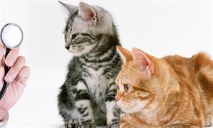 中国宠物医院行业市场需求 宠物医院行业经营现状分析