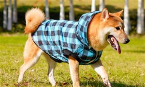 宠物服饰行业发展前景及现状分析2023