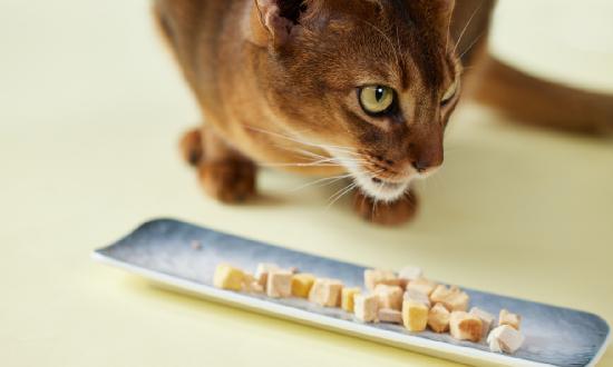 冻干猫粮的优势是什么?冻干猫粮行业市场深度分析报告