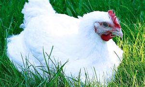 没有一只清远鸡能活着走出广东 肉鸡养殖行业发展现状及肉鸡养殖市场​发展趋势分析​