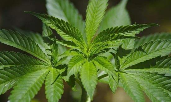 工业大麻行业产业链 工业大麻行业发展分析及市场规模