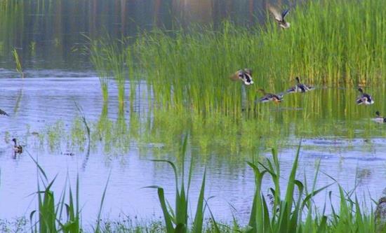 安徽推进湿地保护高质量发展 湿地开发行业投资报告