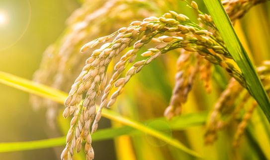 2023糯稻种植行业市场深度分析及发展前景预测