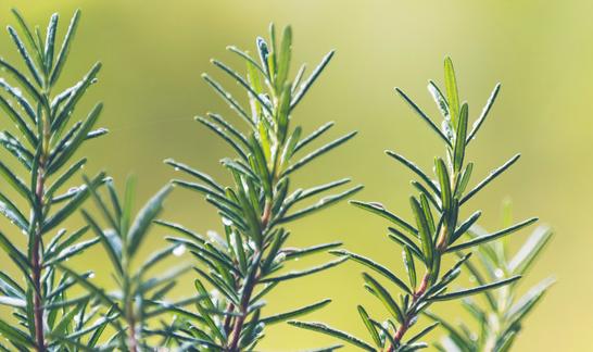 2023迷迭香产业深度调研分析及未来发展现状趋势预测