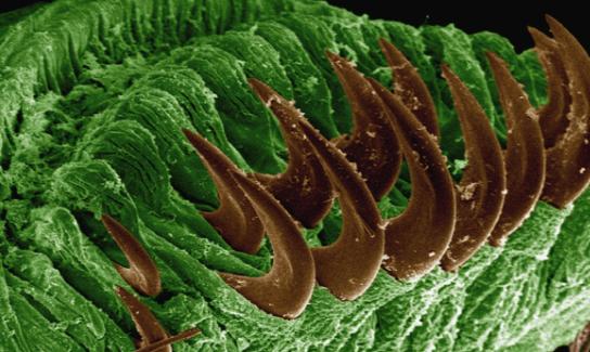 2023扫描电镜行业发展趋势分析  市场需求将呈稳步增长趋势