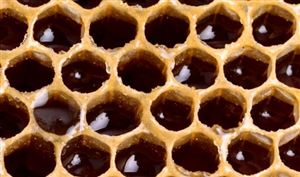 2023蜂胶行业市场深度调研及投资策略预测