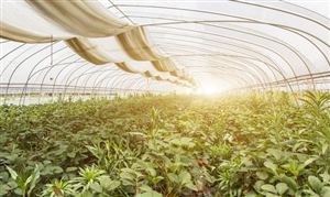 中国温室大棚行业发展趋势 2023温室大棚行业投资战略规划研究