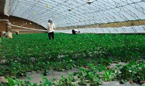 未来温室大棚行业发展趋势是怎样的?温室大棚行业分析2023