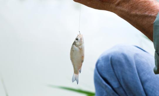 广西灵山淡水鱼苗产业发展现状 2023淡水鱼苗行业发展前景研究