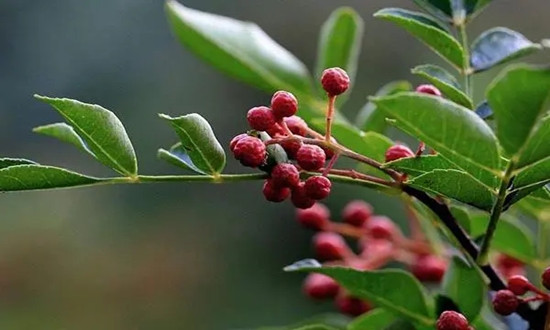 花椒油行业市场发展预测 2025年花椒油市场规模将达到 350 亿元以上