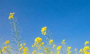 2023油菜行业市场深度分析及发展前景分析