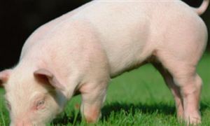 去年猪肉产量较21年增长5.9% 猪肉价格连续下降 猪肉行业深度发展研究报告