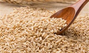 黄大豆行业分析 2023黄大豆发展前景与需求预测分析