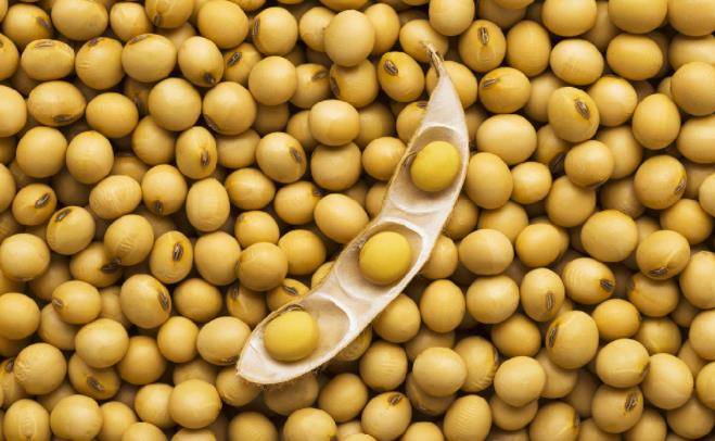 转基因玉米种子正式商业化 2023国内种子行业制种需求名单