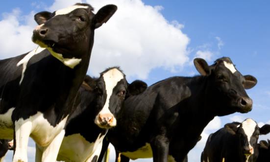 奶牛饲料行业市场价格 奶牛饲料行业进出口现状分析