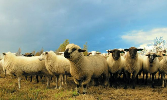 肉羊高质量发展有了新举措 肉羊行业市场分析调研2023
