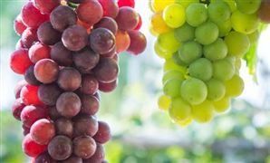 中国现代农业行业市场格局 现代农业发展前景预测