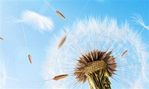 2023蒲公英​市场现状及前景分析