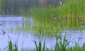 我国再新增北京延庆野鸭湖、黑龙江大兴安岭等新增18处重要湿地 湿地开发行业将迎来发展机遇