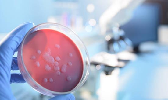 细菌检测行业细分市场分析 细菌检测行业市场全景调研及发展前景