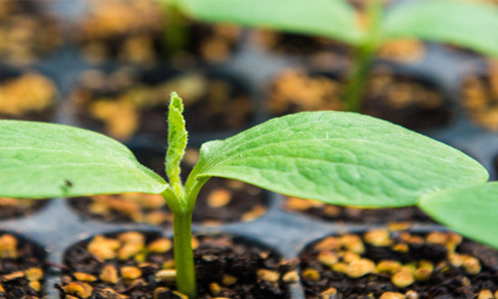 蔬菜育苗行业发展如何 蔬菜育苗行业市场现状及前景分析