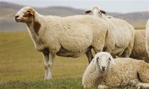 2023中国畜牧业发展规划 畜牧业产值分析研究