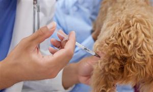 动物疫苗行业市场现状调查 动物疫苗行业利润率特征分析