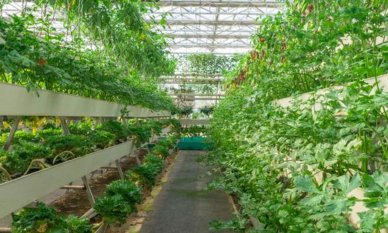 无土栽培蔬莱产业市场需求 无土栽培蔬莱产业消费趋势预测