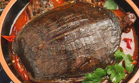 2023-2028年甲鱼养殖行业发展趋势及前景分析