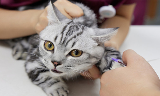 动物疫苗行业市场发展现状 动物疫苗行业投资潜力