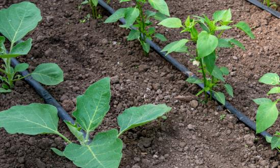 中国滴灌带行业投资潜力 2023滴灌带行业发展前景分析