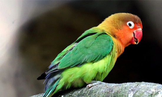 鹦鹉养殖行业发展如何 鹦鹉养殖行业发展现状及前景