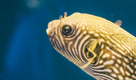 2023深水鱼行业市场前景及现状分析