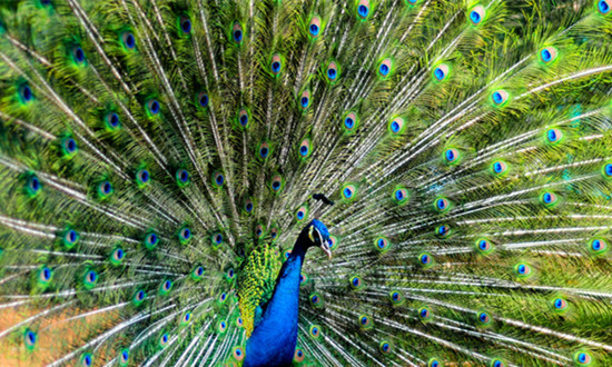 特种养殖行业市场行情如何 特种养殖行业投资态势