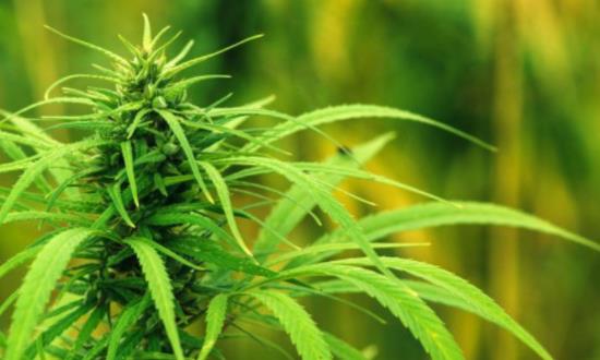 云南省工业大麻产业发展规划 工业大麻行业发展前景及投资分析